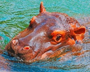 Hippo Head Paint By Numbers
