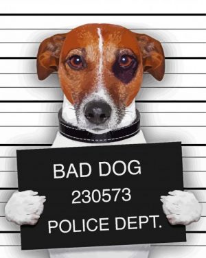Jack Russell Mugshot Paint By Number