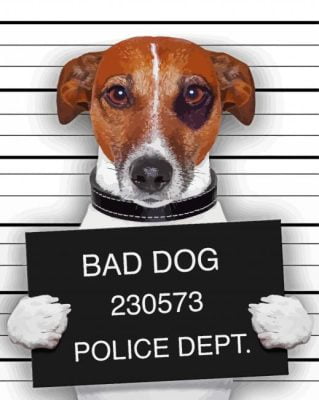 Jack Russell Mugshot Paint By Number
