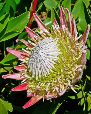 King Protea Plant Paint By Numbers