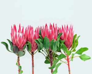 Pink King Proteas Paint By Numbers