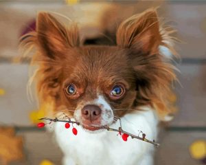 Long Haired Chihuahua Dog Paint By Number