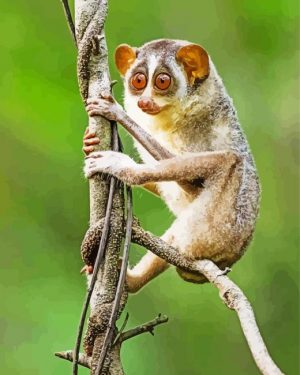 Loris animal paint by number