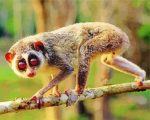 Lorisidae Animal Paint By Number