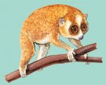 Lorisidae Art Paint By Number