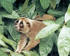 Aesthetic Lorisidae Animal Paint By Number