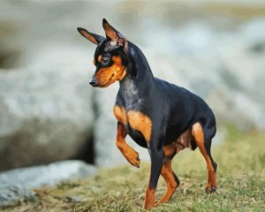 Miniature Doberman Pinscher Paint By Number