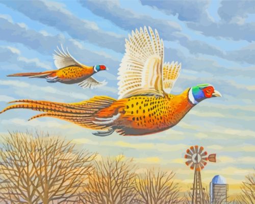 Pheasant Birds Paint By Number