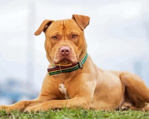 Brown Pitbull Dog paint by numbers