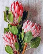 Protea Plants Paint By Numbers
