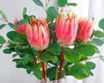 Proteas Plants Paint By Numbers