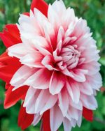 Red And White Dahlia Paint By Number