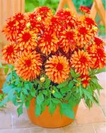 Red Orange Dahlia Pot Paint By Number