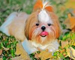 Shih Tzu Dog Animal Paint By Number