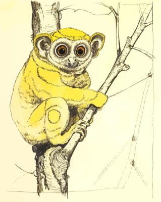 Slow Loris Paint By Number