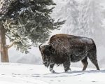 Bison In Snow Paint By Numbers