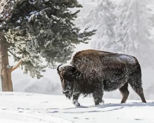 Bison In Snow Paint By Numbers