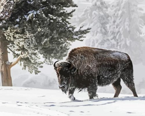 Bison In Snow Paint By Numbers
