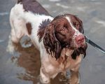 Springer Spaniel In Water Paint By Number