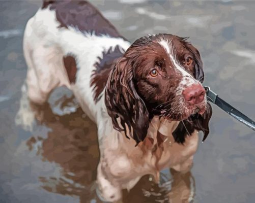 Springer Spaniel In Water Paint By Number
