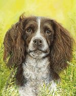 Springer Spaniel Paint By Number