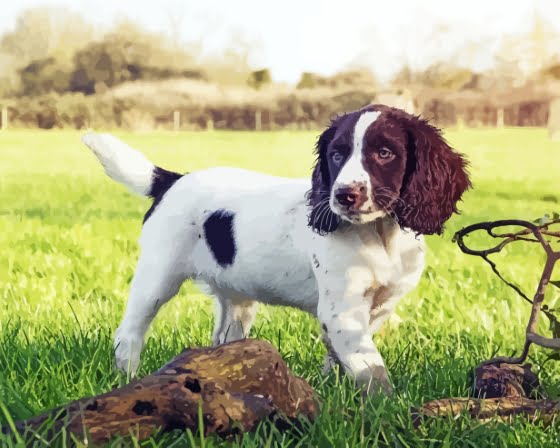 Springer Spaniel Puppy Paint By Number