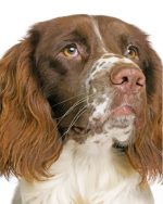 Springer Spaniel Dog Paint By Number