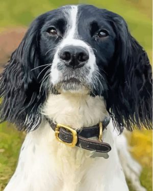 Springer Spaniel Paint By Number