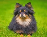 Tan And Black Pomeranian Paint By Number