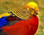 The Golden Pheasant Paint By Numbers