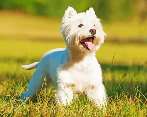 West Highland White Terrier Paint By Number