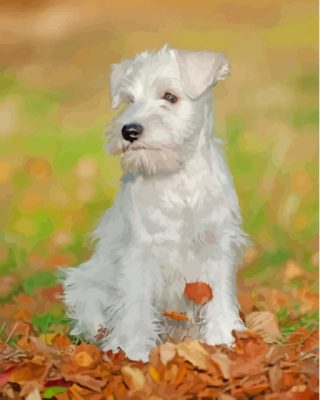 White Miniature Schnauzer Paint By Number