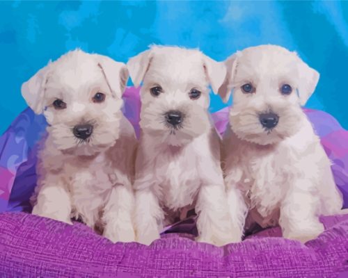 White Miniature Schnauzer Dogs Paint By Number