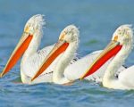 White Pelicans Paint By Numbers