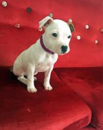 White Staffy Puppy Paint By Numbers