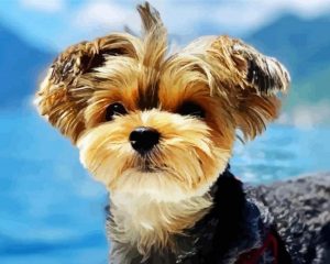 Yorkshire Terrier In The Mountains Paint By Number