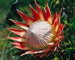 King Protea Paint By Numbers
