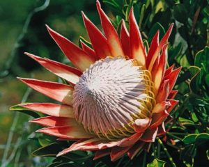 King Protea Paint By Numbers