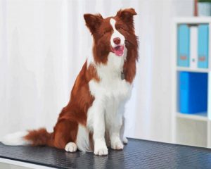 Adorable Brown Border Collie Paint By Number