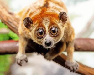 Aesthetic Lorisidae Paint By Number