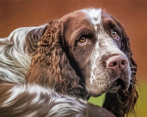 Aesthetic Springer Spaniel Paint By Number