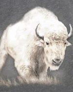 Wild White Bison Paint By Numbers