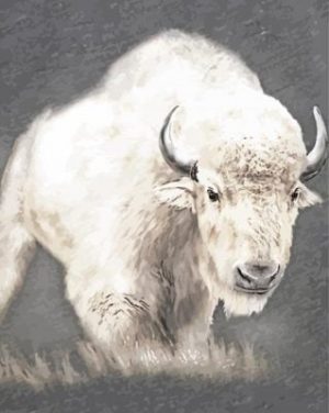 Wild White Bison Paint By Numbers