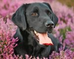 Aesthetic Black Labrador Paint By Number