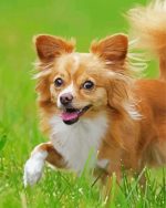 Aesthetic Chihuahua Paint By Number