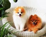 Pomeranian Dogs Paint By Number
