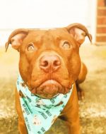 Brown Pitbull paint by numbers