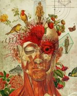 Anatomy Art Paint By Numbers