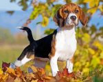 Beagle Dog Fall Leaves Paint By Number