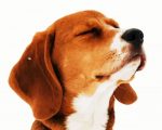 Beagle Dog Head Paint By Number